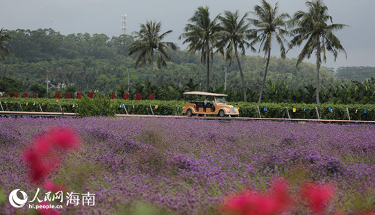 花怒放果飄香 博鰲鄉(xiāng)村會(huì)客廳再迎四海客