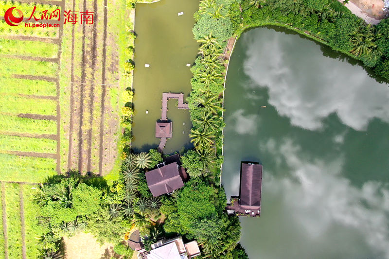 澄邁縣金江鎮(zhèn)塘口村水韻田園休閑農(nóng)莊鄉(xiāng)村旅游點(diǎn)。 人民網(wǎng) 孟凡盛攝