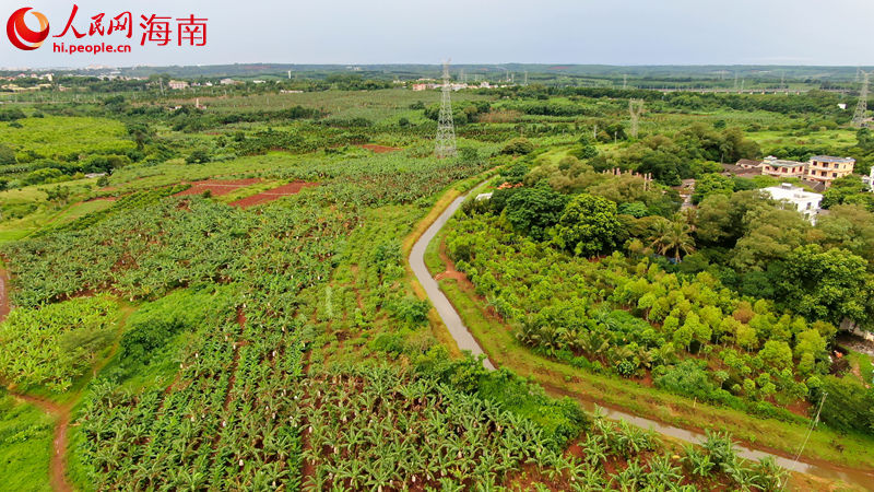 福山鎮(zhèn)敦茶村委會洋道村的石榴地。 人民網(wǎng) 孟凡盛攝