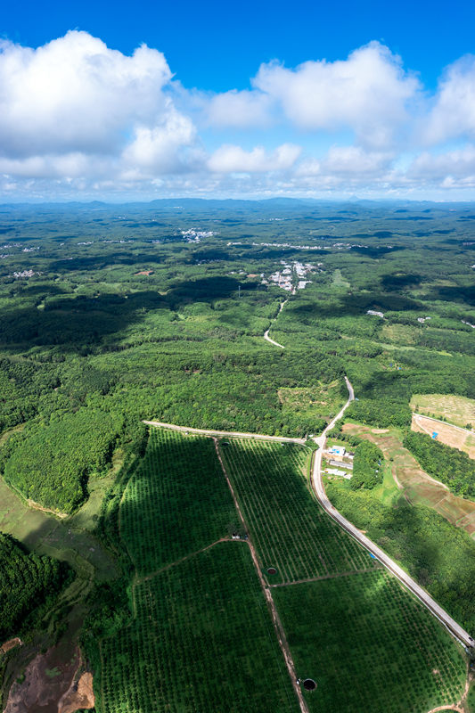柚子種植基地。 陳權(quán)攝