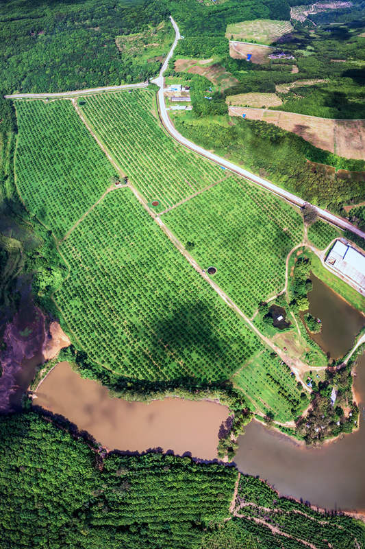 柚子種植基地。 陳權(quán)攝