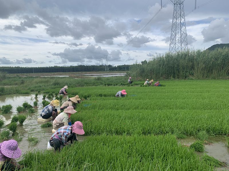 工人們忙著插秧。東方市委宣傳部供圖