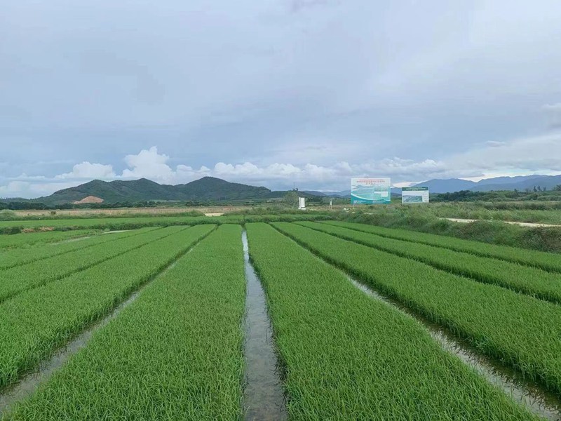 大片秧苗長(zhǎng)勢(shì)良好。東方市委宣傳部供圖