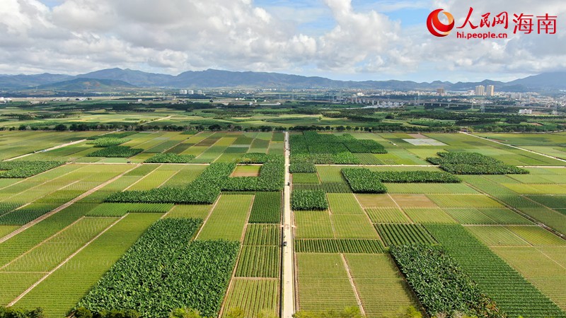 國家現(xiàn)代農(nóng)業(yè)產(chǎn)業(yè)園。人民網(wǎng) 符武平攝