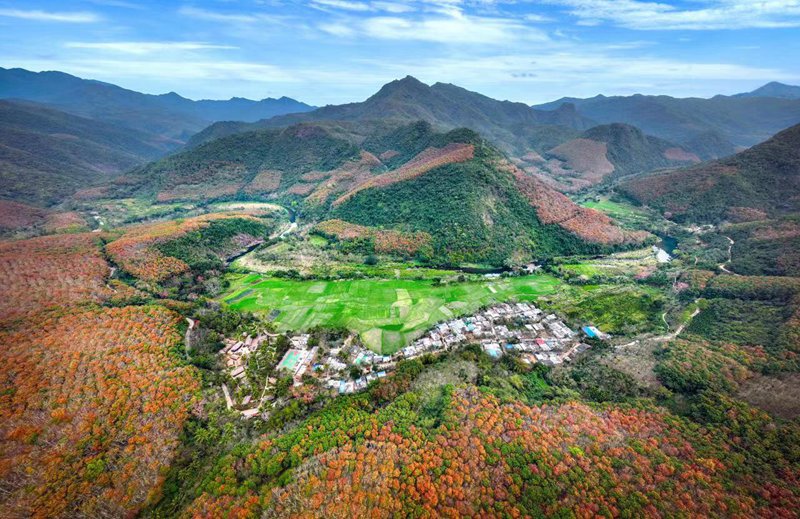 王下鄉(xiāng)美景。昌江縣委宣傳部供圖