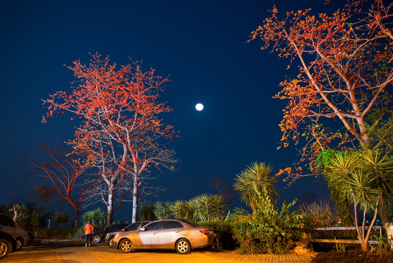 木棉花點綴了夜空。昌江縣委宣傳部供圖