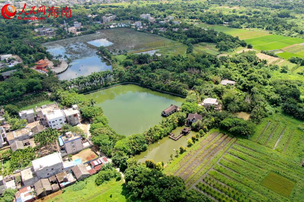 澄邁塘口村：荷香景美入畫來 鄉(xiāng)村旅游正當(dāng)時(shí)