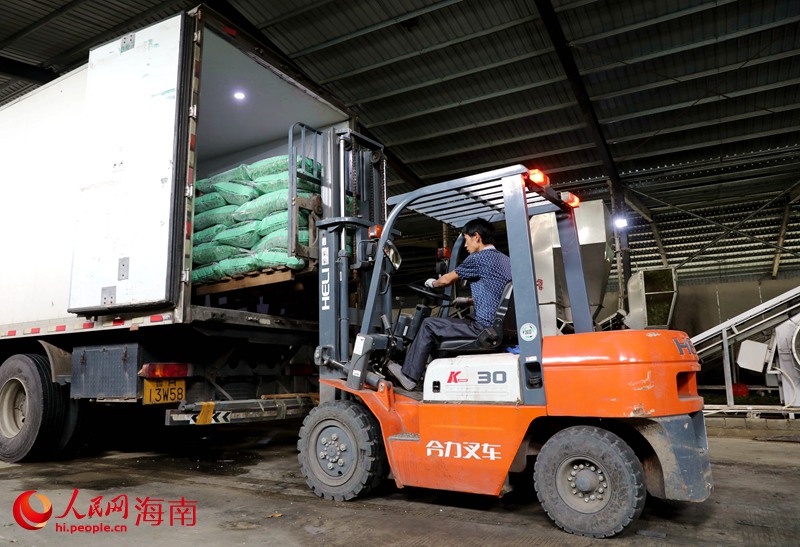 工人將打包好的毛豆裝車。人民網(wǎng) 符武平攝