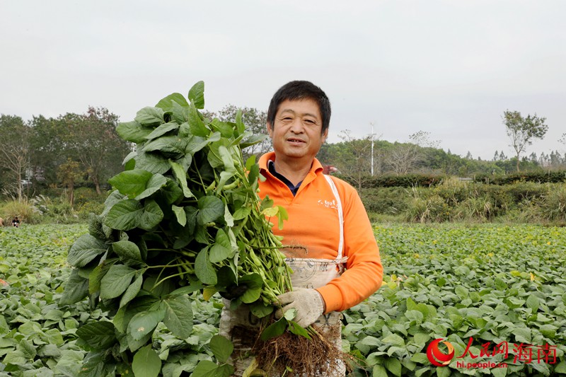 工人向記者介紹剛采摘的毛豆。人民網(wǎng) 符武平攝