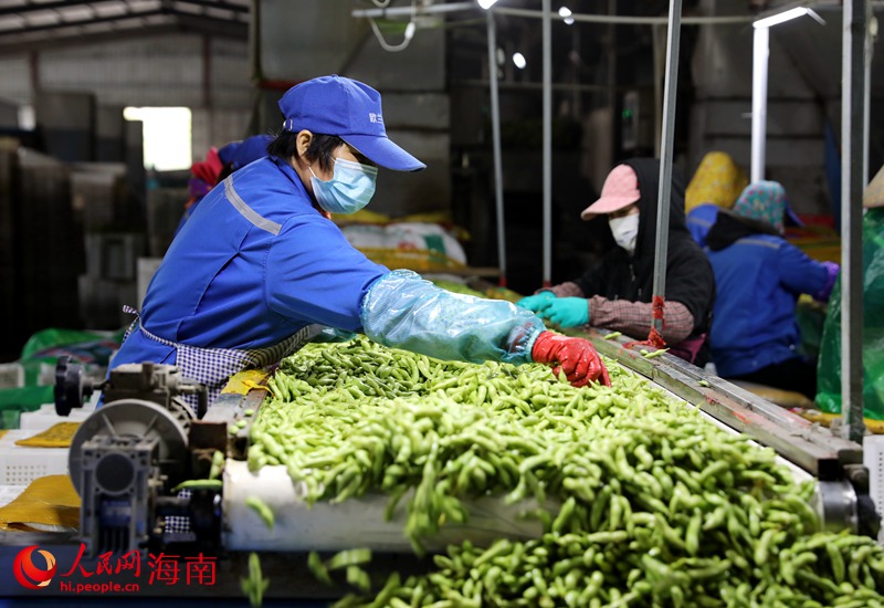 工人正在清理毛豆中的枝葉。人民網(wǎng) 符武平攝