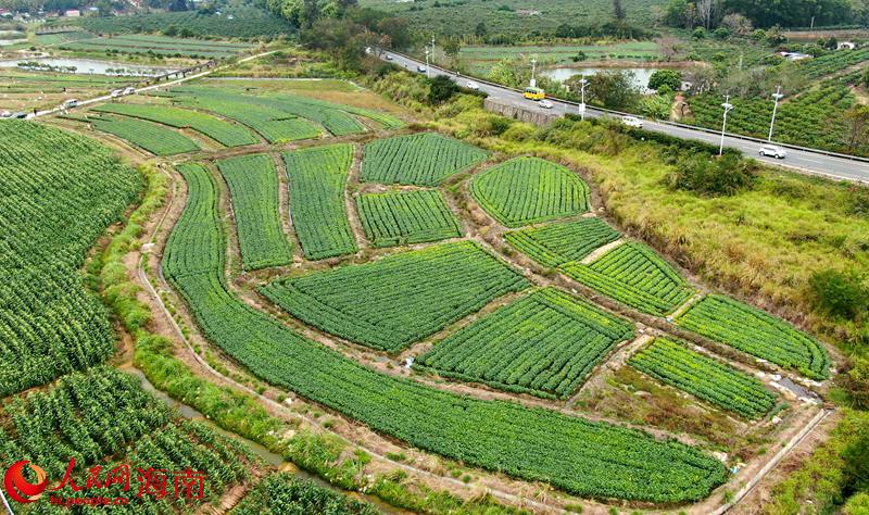 毛豆種植基地。人民網(wǎng) 符武平攝