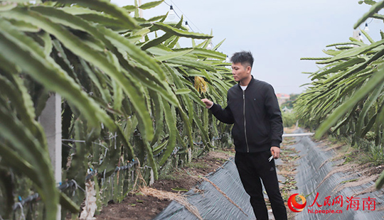 新春走基層丨三亞梅西村：特色種植走出“農旅結合”致富路
