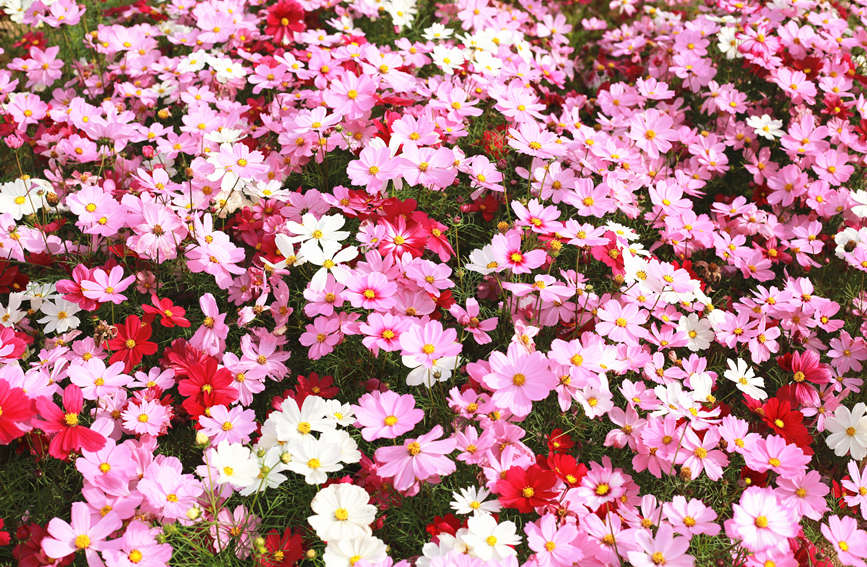 昌江120畝格?；êＳ瓉?lái)盛花期。胡俊攝