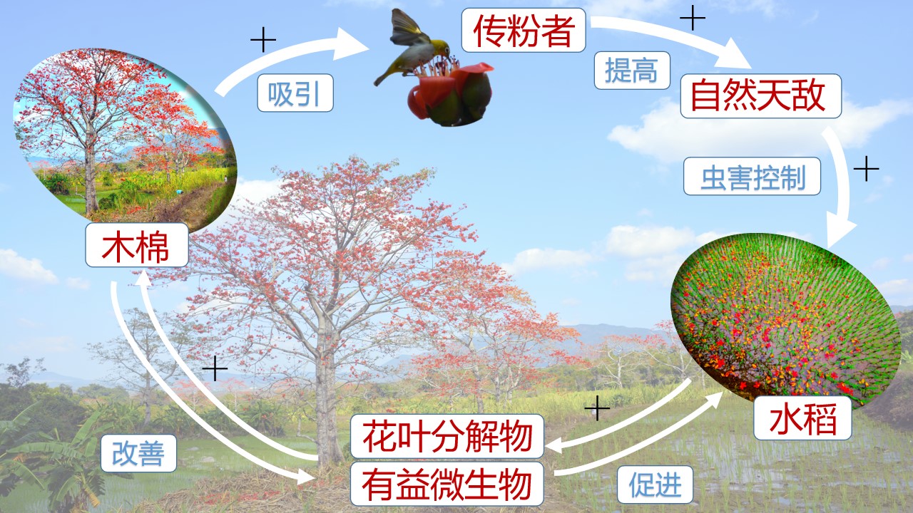 昌江“木棉-稻田農(nóng)林復(fù)合系統(tǒng)”示意圖。任明迅供圖