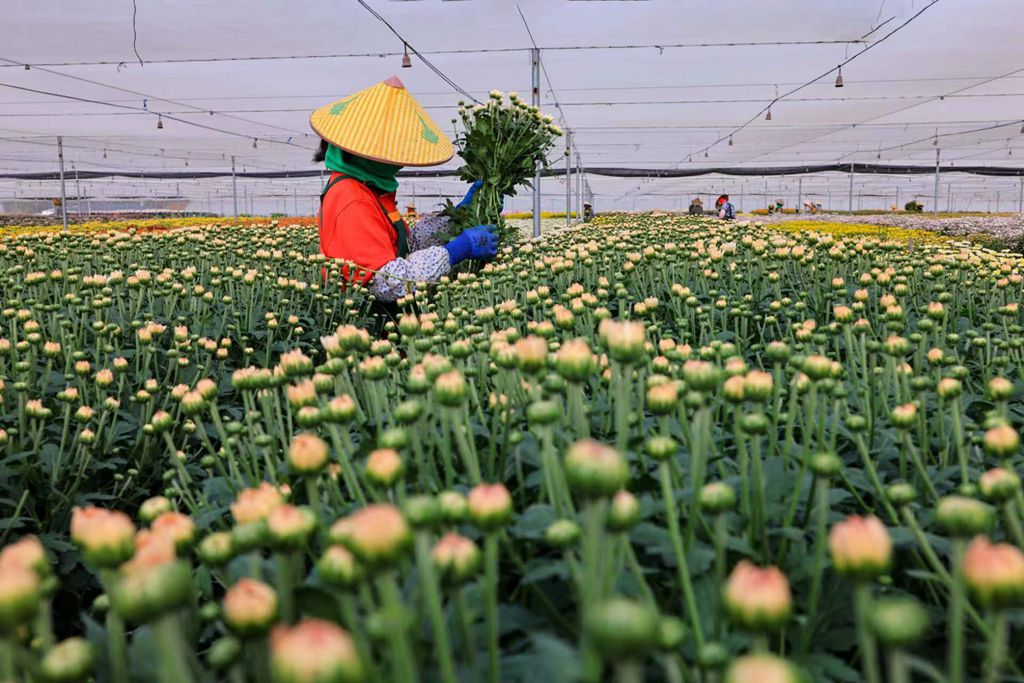 工人正忙著采收菊花。陳允武 攝