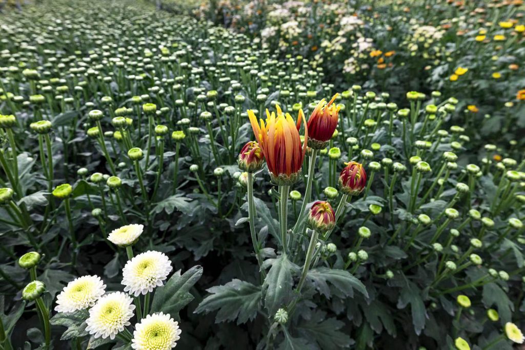 一朵朵菊花綻放笑顏。陳允武 攝