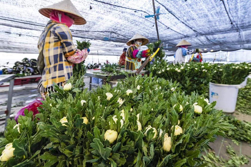 工人正忙著采收菊花。陳允武 攝