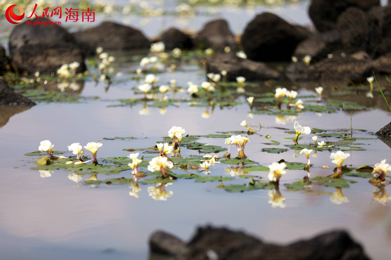 ?？谑旋埲A區(qū)遵譚鎮(zhèn)龍合村水菜花連片盛開。 人民網(wǎng) 孟凡盛攝