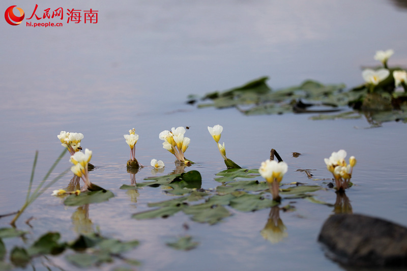 國家二級重點保護野生植物水菜花伸展著白色的花裙，清澈的水面倒映出它美麗的身影。 人民網(wǎng) 孟凡盛攝