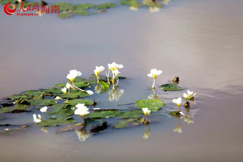星星點(diǎn)點(diǎn)的水菜花盛開在水面上，潔白的花瓣，淡黃的花蕊，一簇簇盛放在溪面上。 人民網(wǎng) 孟凡盛攝