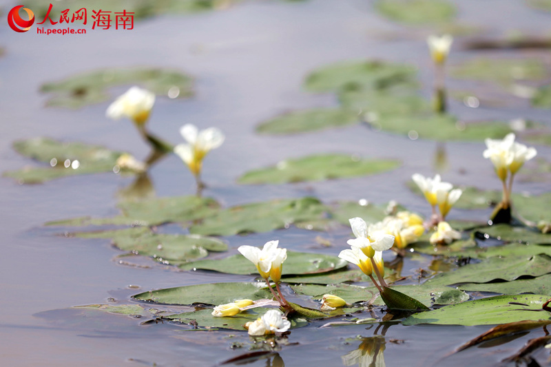 星星點(diǎn)點(diǎn)的水菜花盛開(kāi)在水面上，潔白的花瓣，淡黃的花蕊，一簇簇盛放在溪面上。 人民網(wǎng) 孟凡盛攝