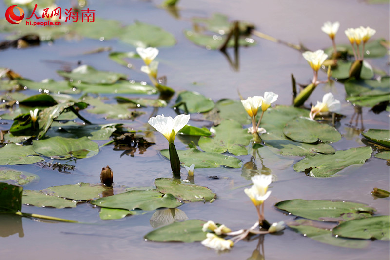水菜花是國家二級重點保護(hù)野生植物，分布在瓊北火山熔巖地區(qū)，每年2月中旬是水菜花的繁花期。 人民網(wǎng) 孟凡盛攝