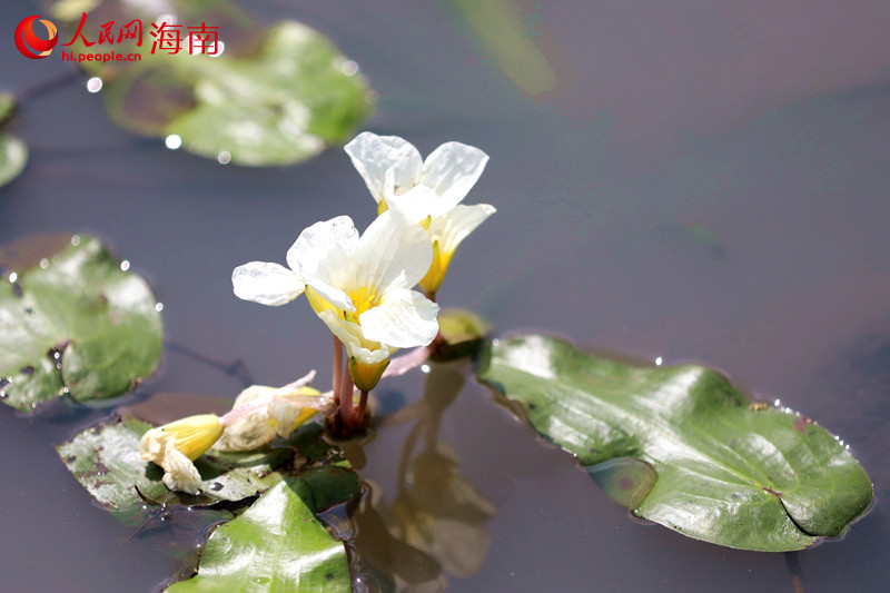 水菜花在水間綻放潔白如雪、峭立翩翩，宛若水中仙子。 人民網(wǎng) 孟凡盛攝