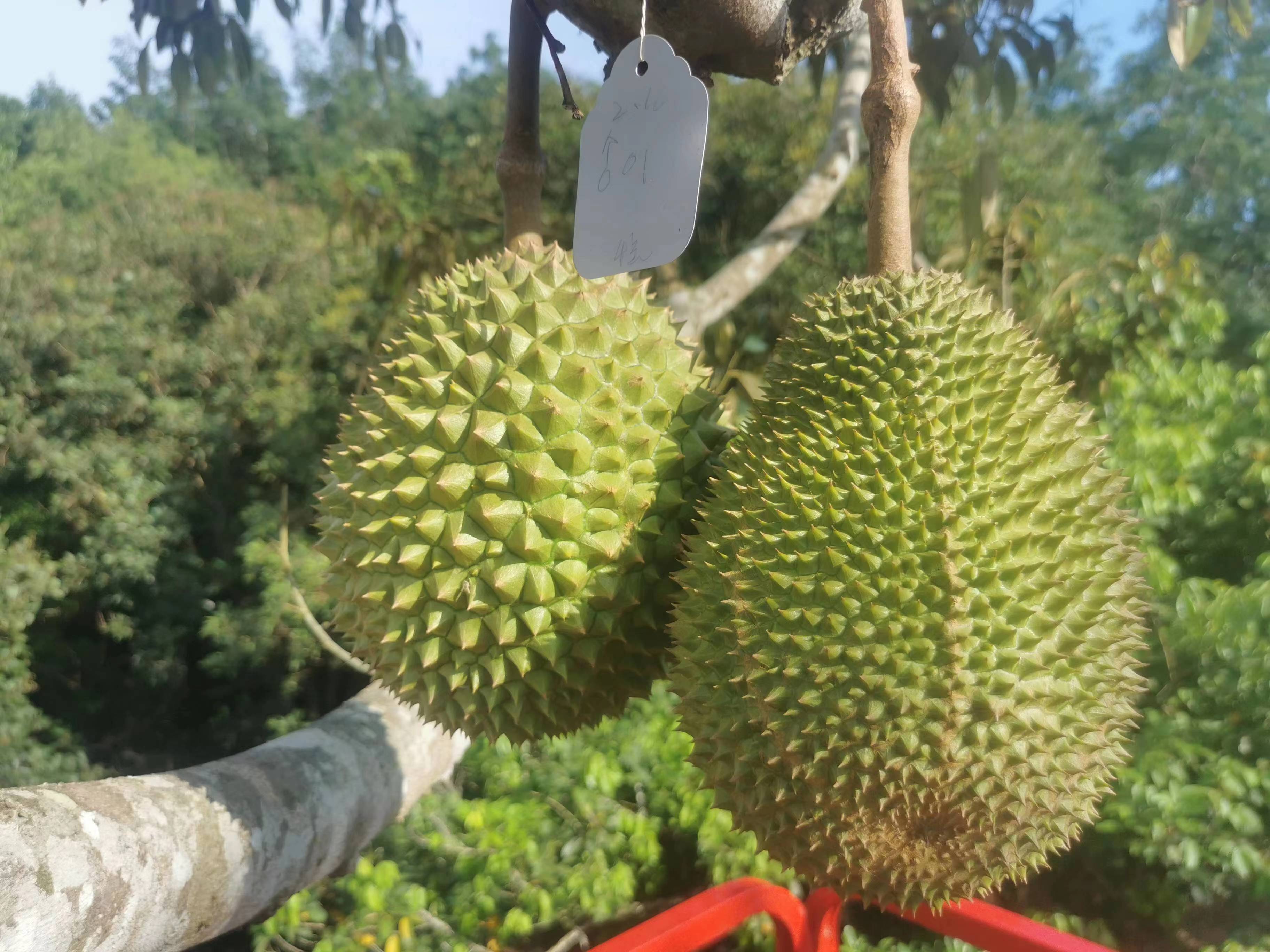 七仙嶺全球熱帶水果博覽中心園區(qū)榴蓮實物。