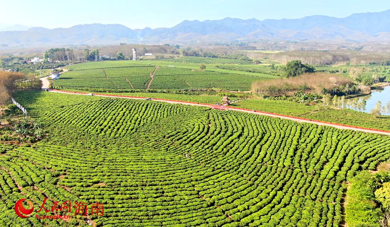 茶香氤氳的白沙生態(tài)茶園。人民網(wǎng) 符武平攝