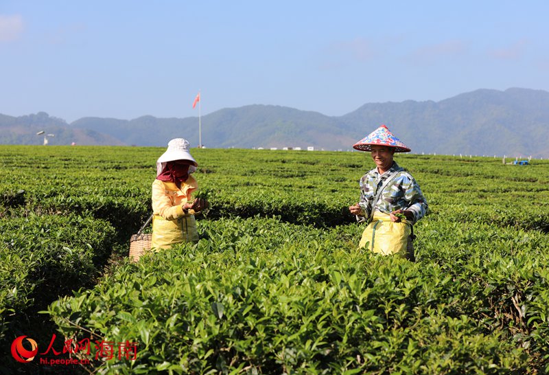 茶農(nóng)在茶園里采茶。人民網(wǎng) 符武平攝