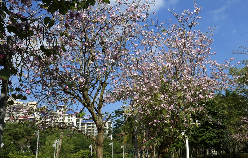美舍河濕地公園邊的宮粉紫荊花。王德廣攝
