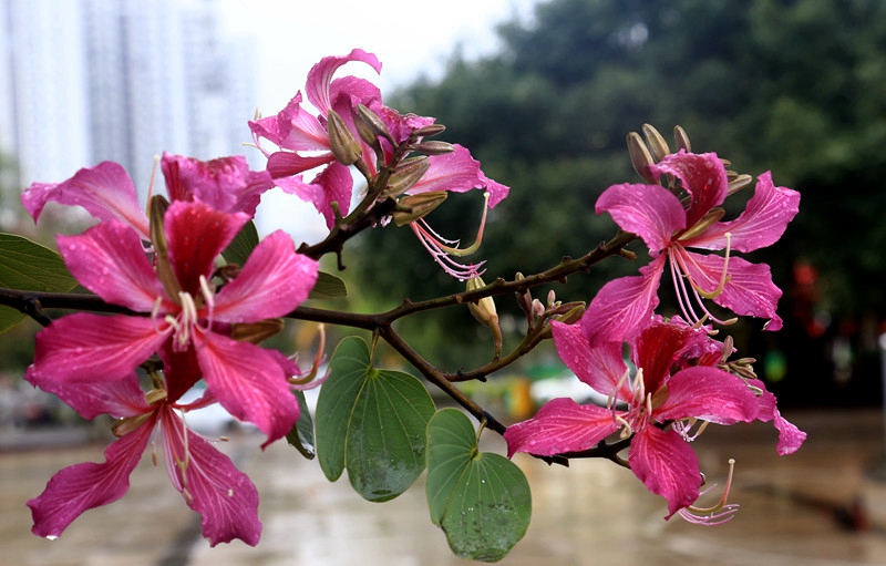 ?？跒I江路邊的紅花羊蹄甲。王德廣攝