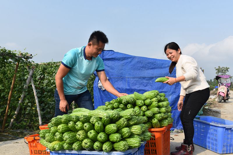 村民將苦瓜裝箱。林小丹攝