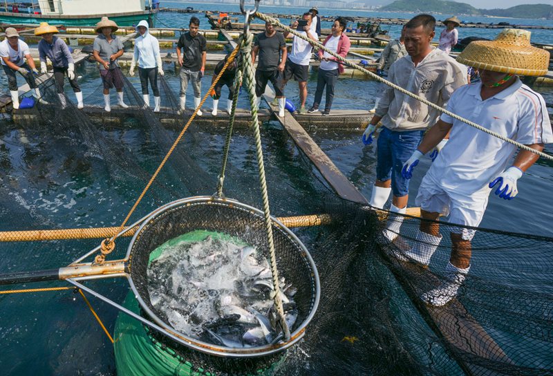 章雄魚苗出口。?？谛阌⑦厵z站供圖