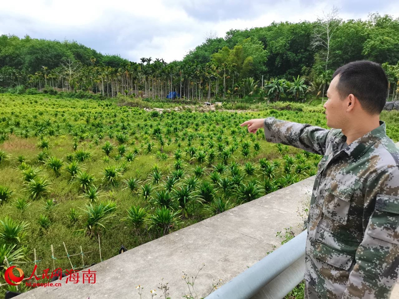 堅固村里的斑斕地。人民網(wǎng) 毛雷攝