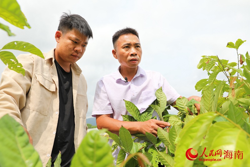 陳波在田間指導(dǎo)返鄉(xiāng)青年種植紅毛丹。人民網(wǎng) 符武平攝
