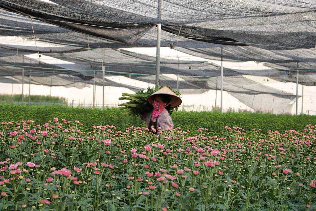 工人忙著采收菊花。李才智攝
