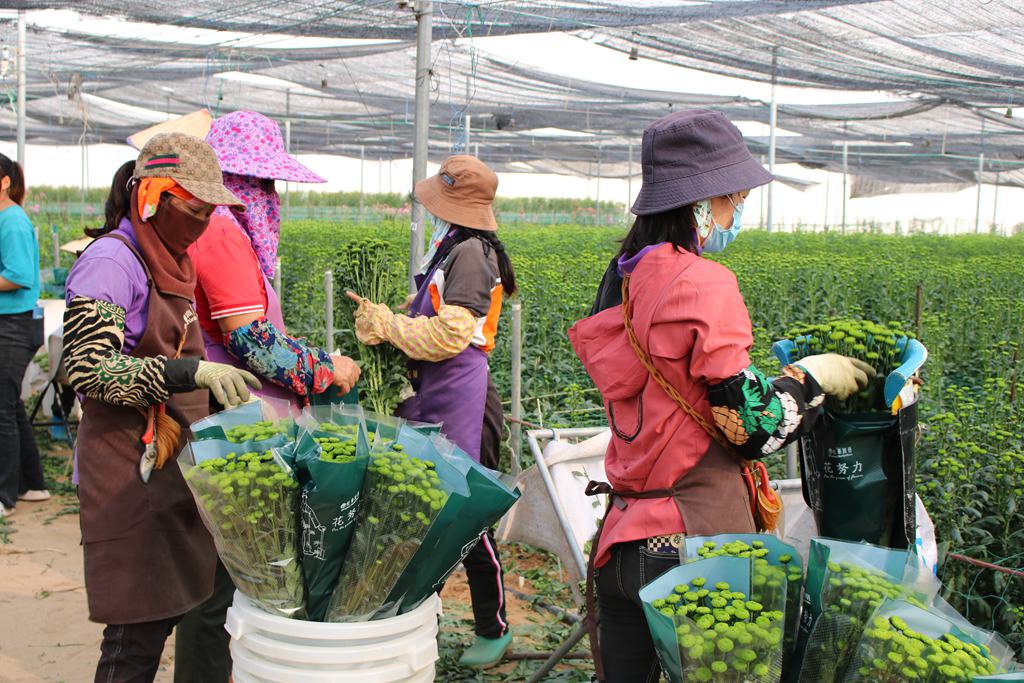 工人忙著打包、整理菊花產(chǎn)品。李才智攝