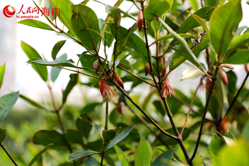 鴨尾溪旁的紅樹。 人民網(wǎng) 孟凡盛攝