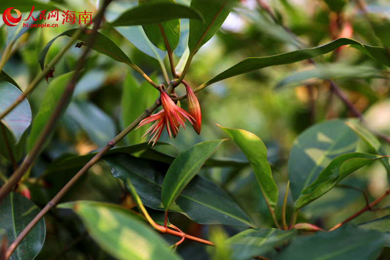 鴨尾溪旁的紅樹(shù)。 人民網(wǎng) 孟凡盛攝