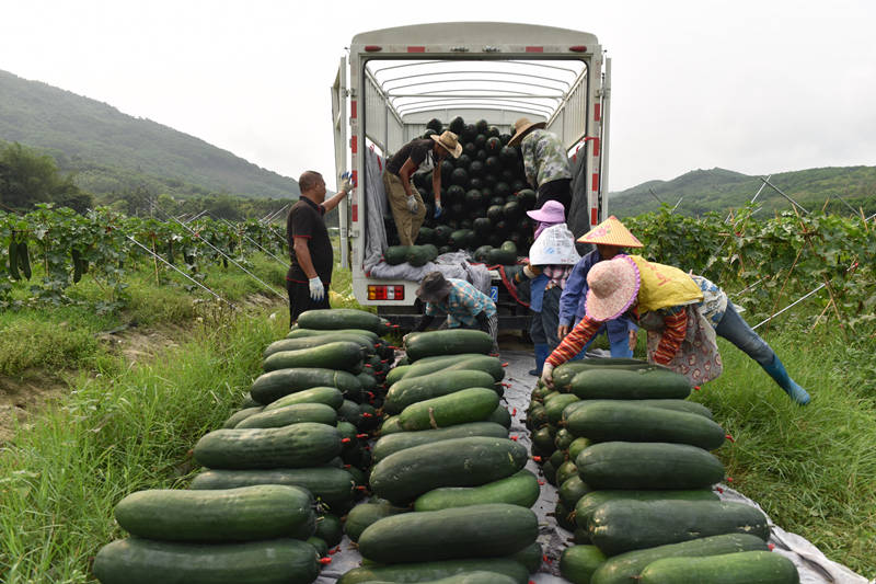 4月13日，工人將采收的冬瓜搬運上車。 林小丹攝