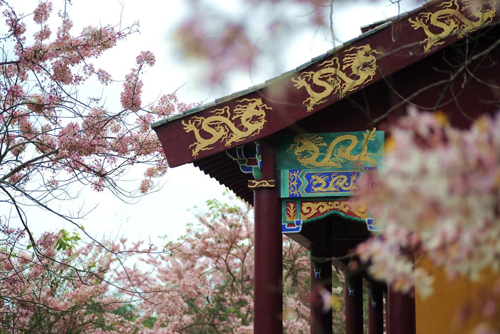 藍(lán)洋櫻花樂(lè)園的粉色櫻花爭(zhēng)相綻放。冼賀攝