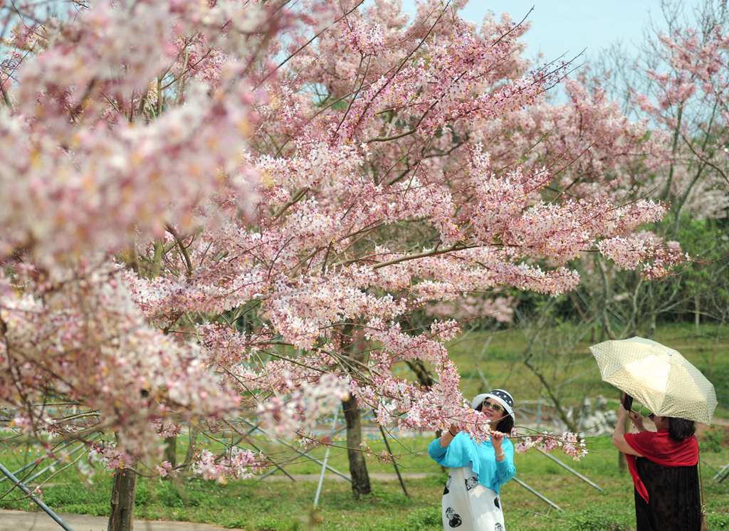 熱帶櫻花如期綻放，吸引游客前來拍照打卡。冼賀攝
