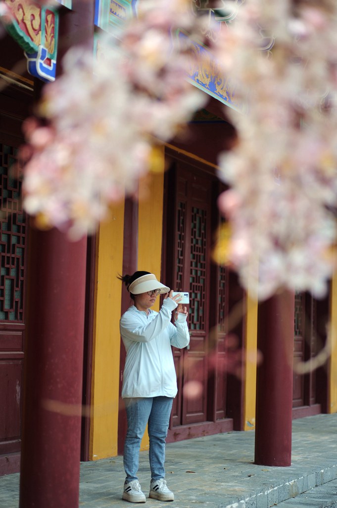 熱帶櫻花如期綻放，吸引游客前來(lái)拍照打卡。冼賀攝