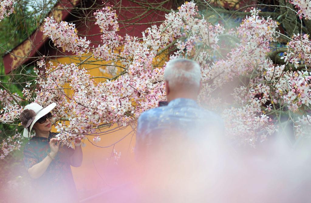 熱帶櫻花如期綻放，吸引游客前來拍照打卡。冼賀攝