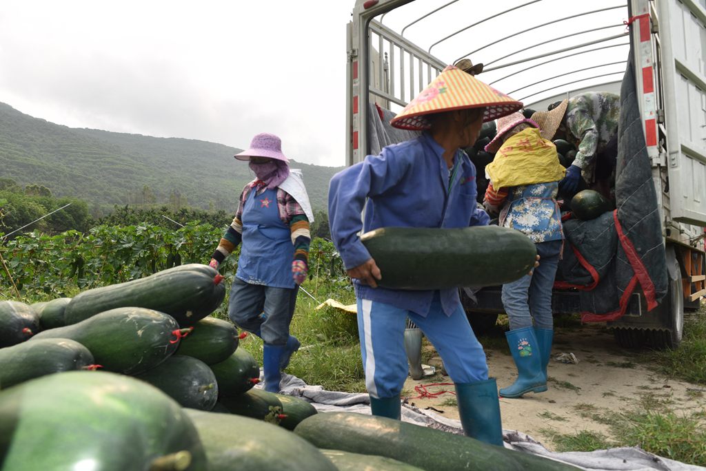 工人將采收的冬瓜搬運(yùn)上車。林小丹攝