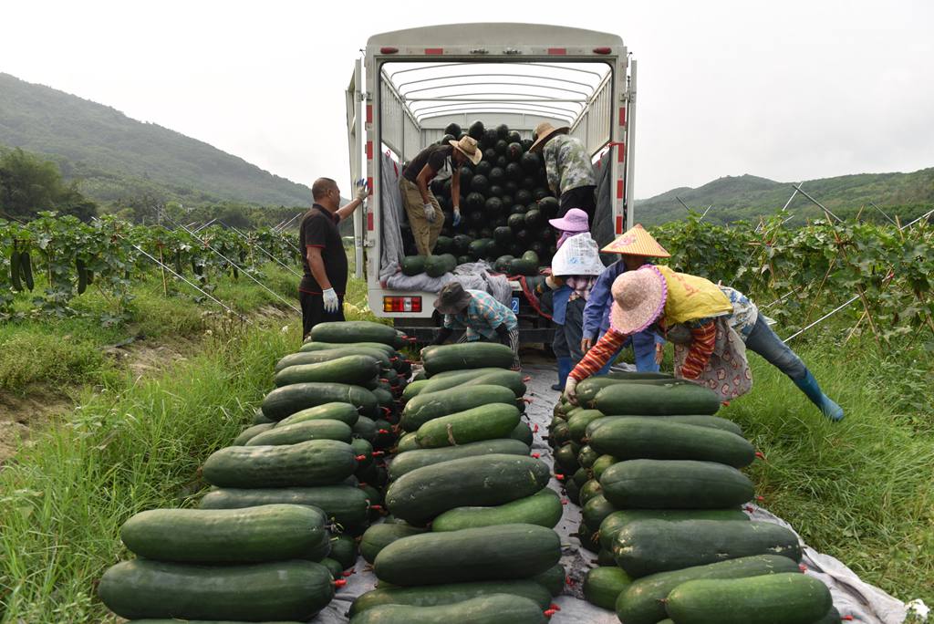 工人將采收的冬瓜搬運上車。林小丹攝