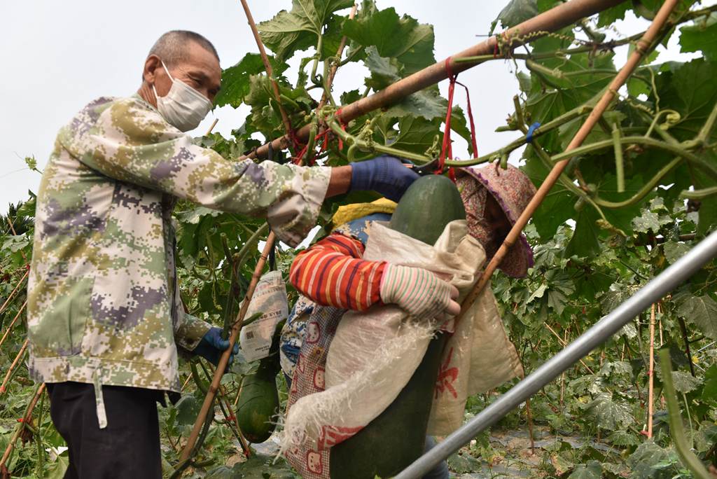 工人們合力采收冬瓜。林小丹攝