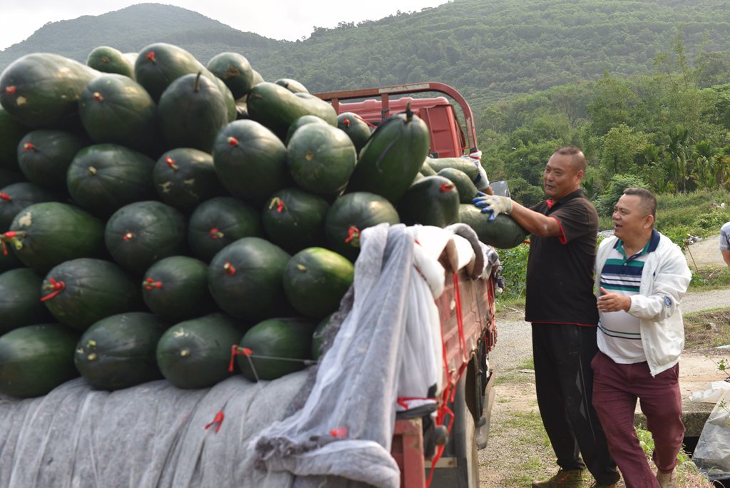 工人將采收的冬瓜搬運(yùn)上車。林小丹攝