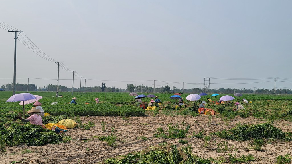 村民正忙著收摘花生。李才智攝